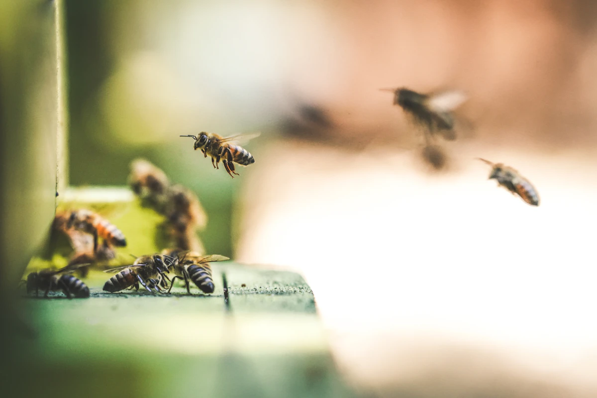Honeybees flying around a hive