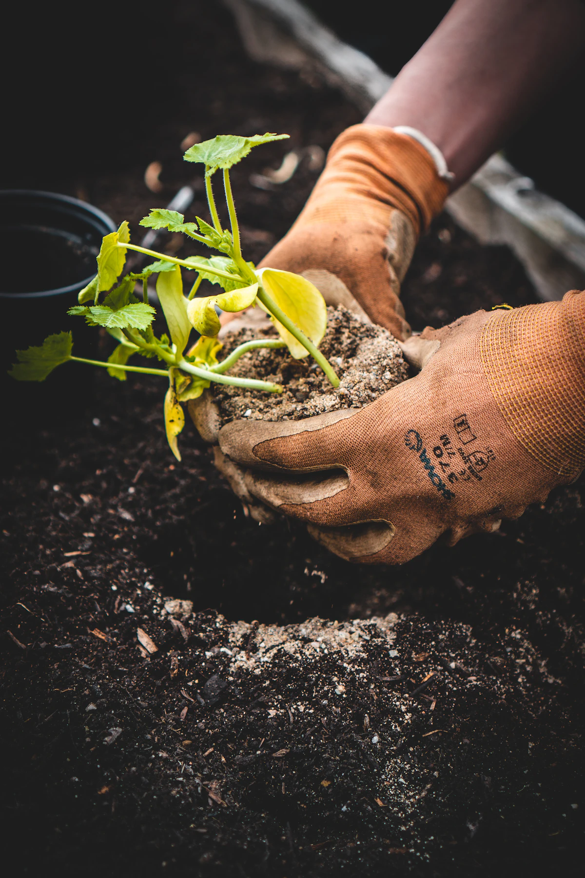 Gloved hands planting a seedling in soil