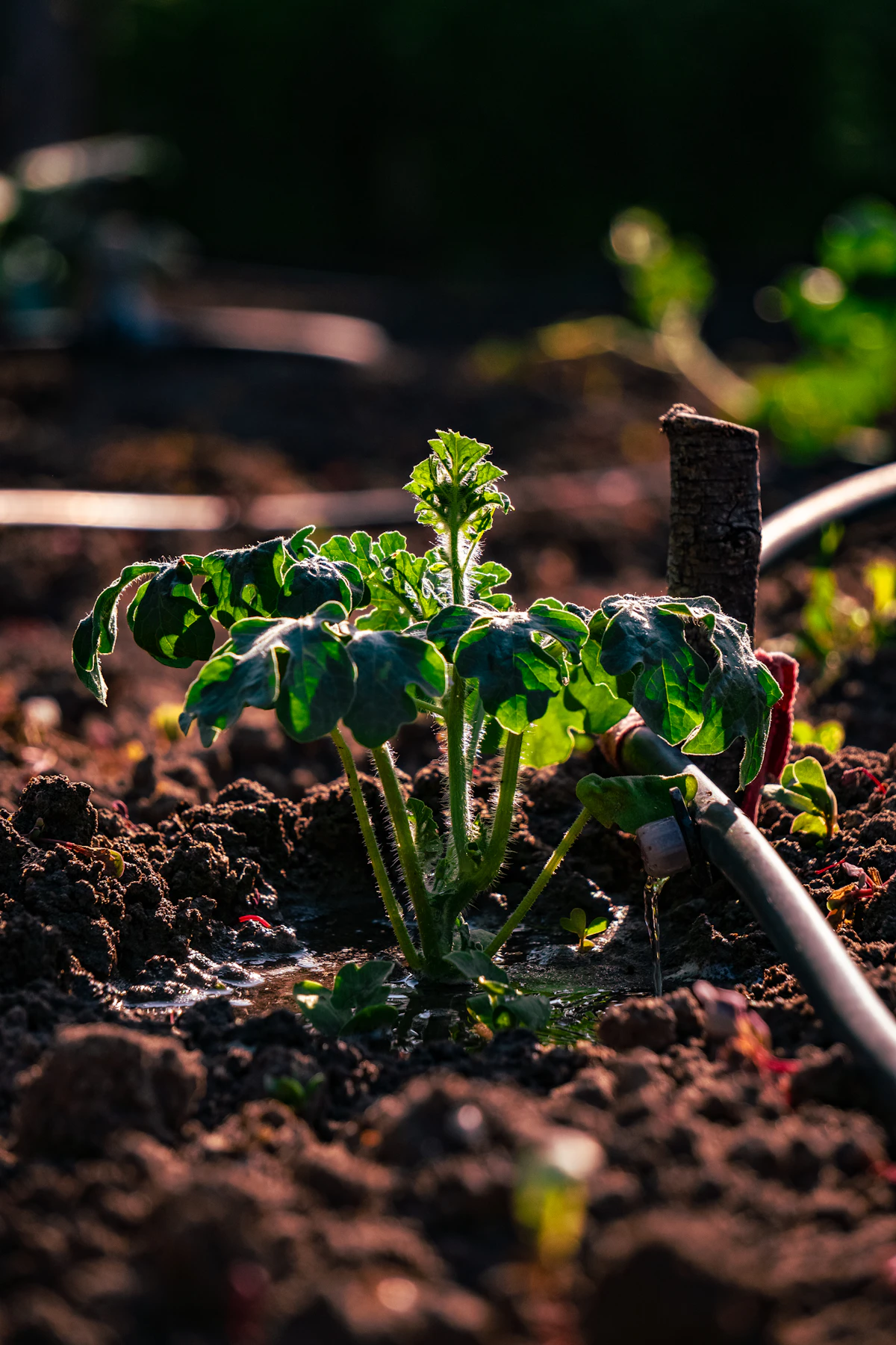 A young plant beside a drip-irrigation line